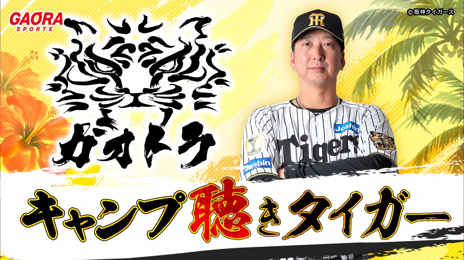 ガオトラ!キャンプ聴きタイガー2026|GAORA SPORTS番組スケジュール